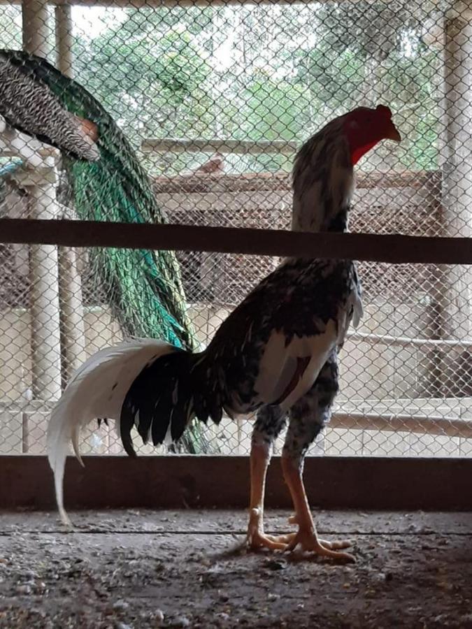 Casa De Campo - Chacara - Lagoa Dos Encantos バーハ・ヴェーリャ エクステリア 写真